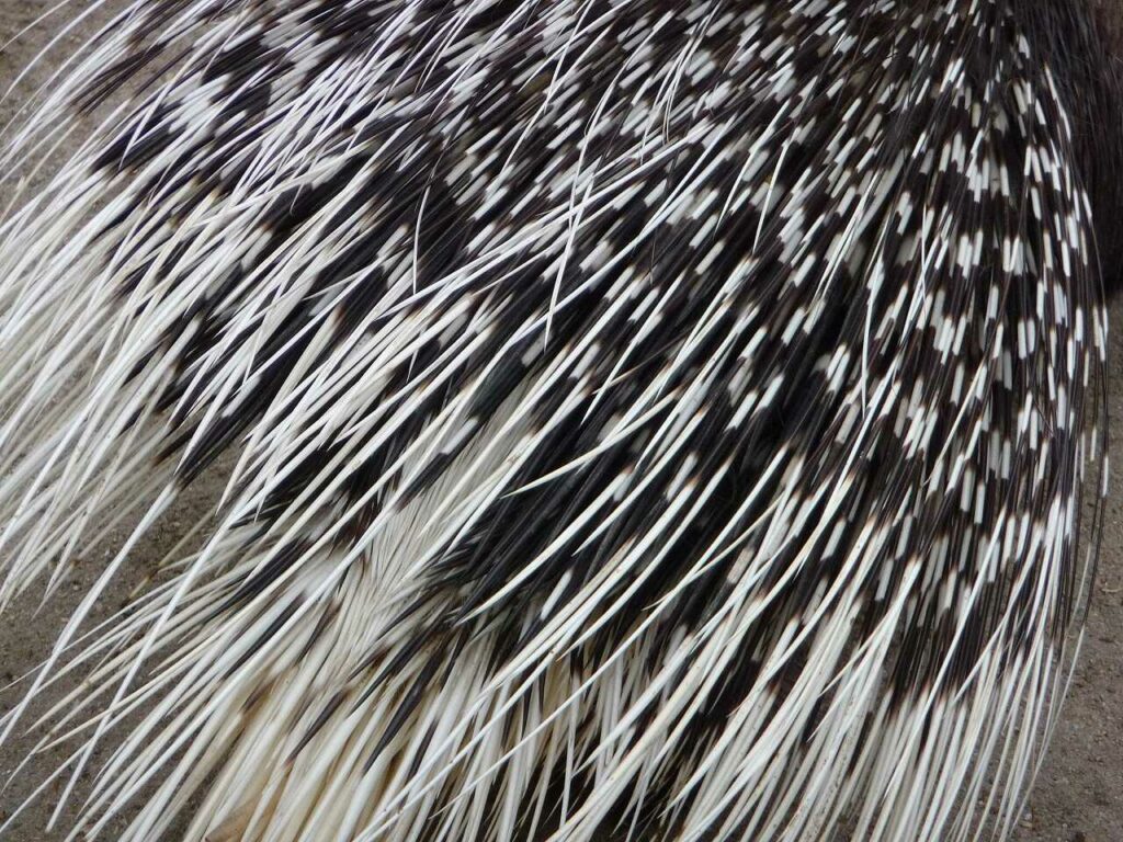 Porcupine