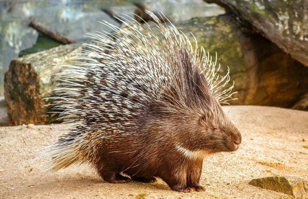 Porcupine