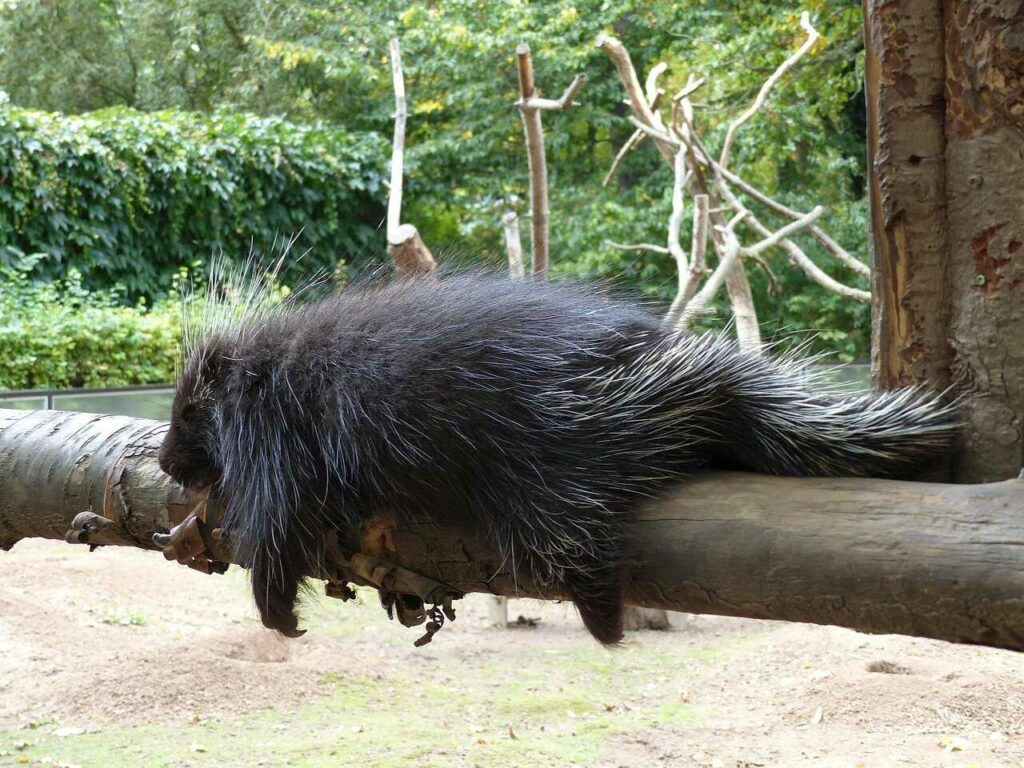 Porcupine