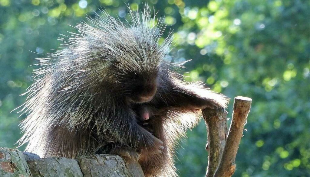 Porcupine