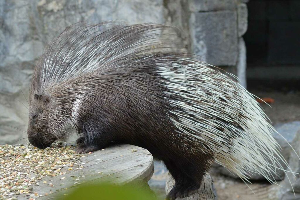 Porcupine