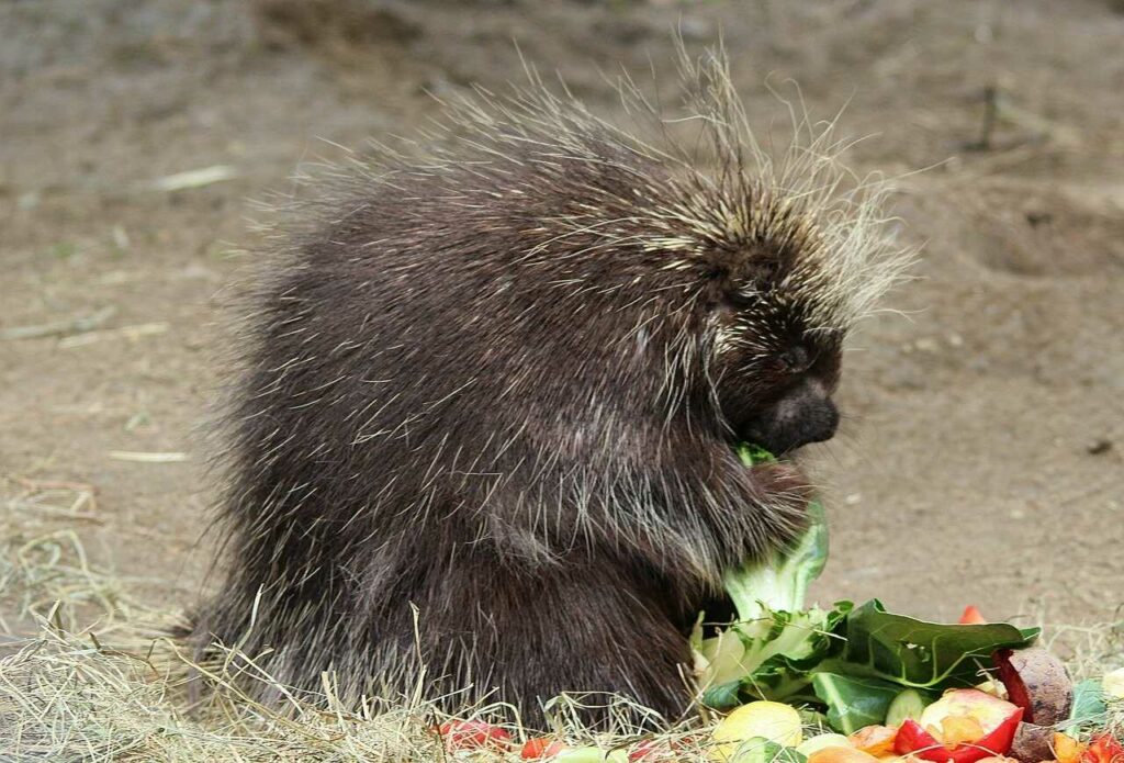 Porcupine