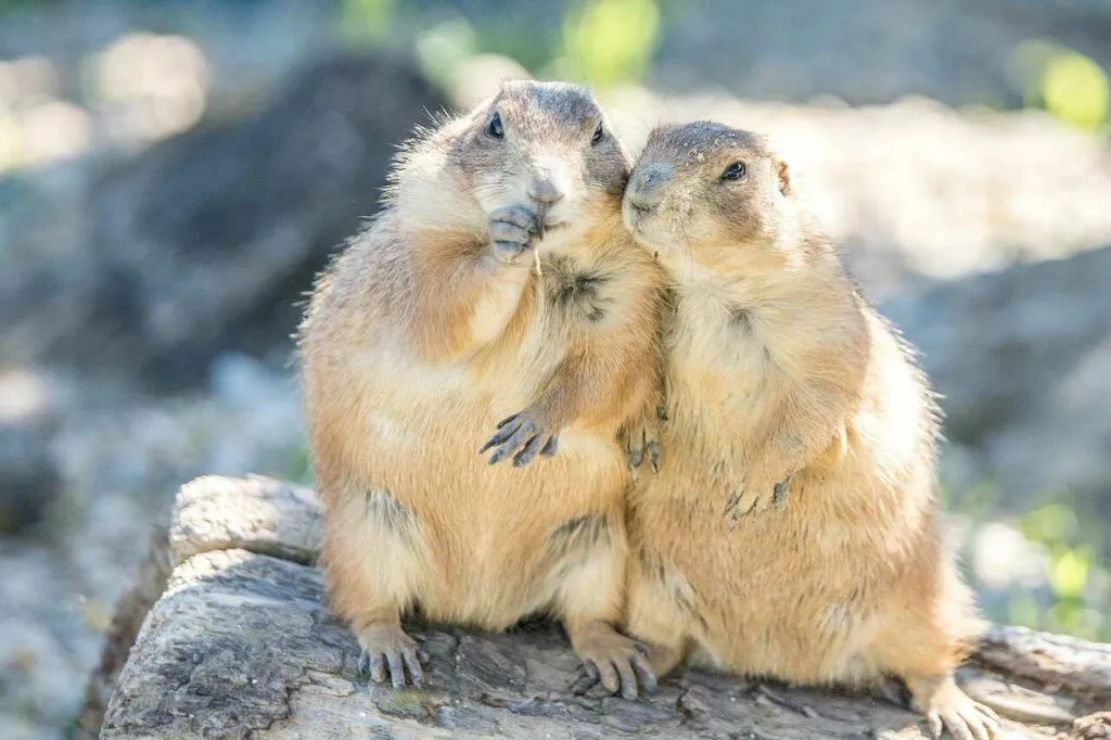 Prairie Dog