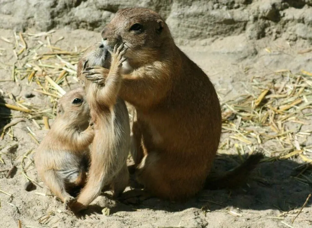 Prairie Dog