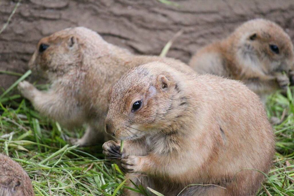 Prairie Dog