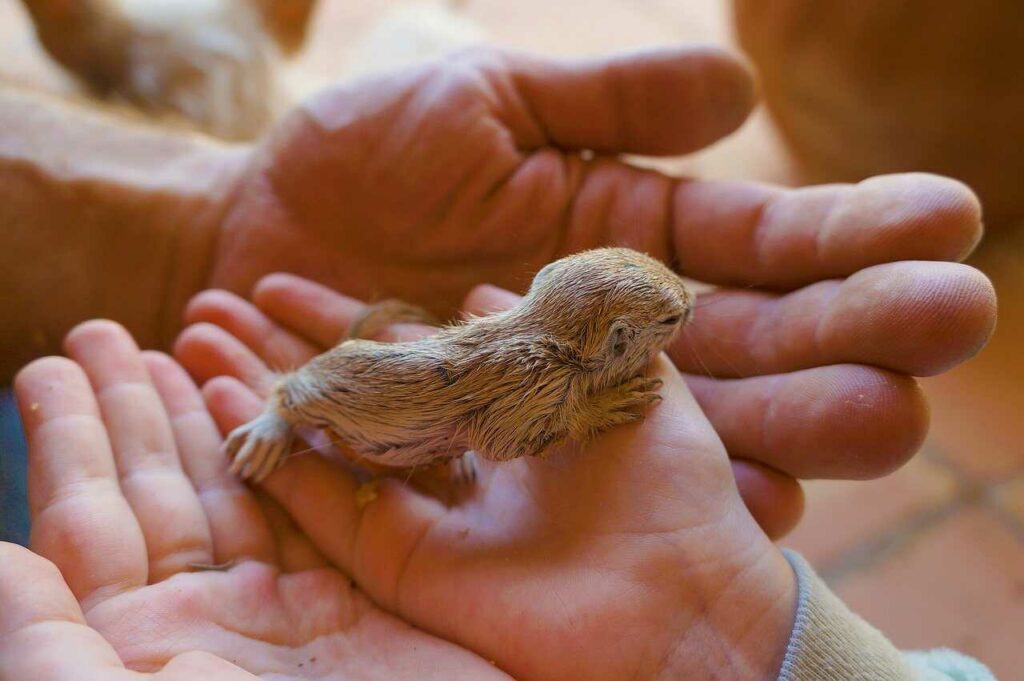 Prairie Dog