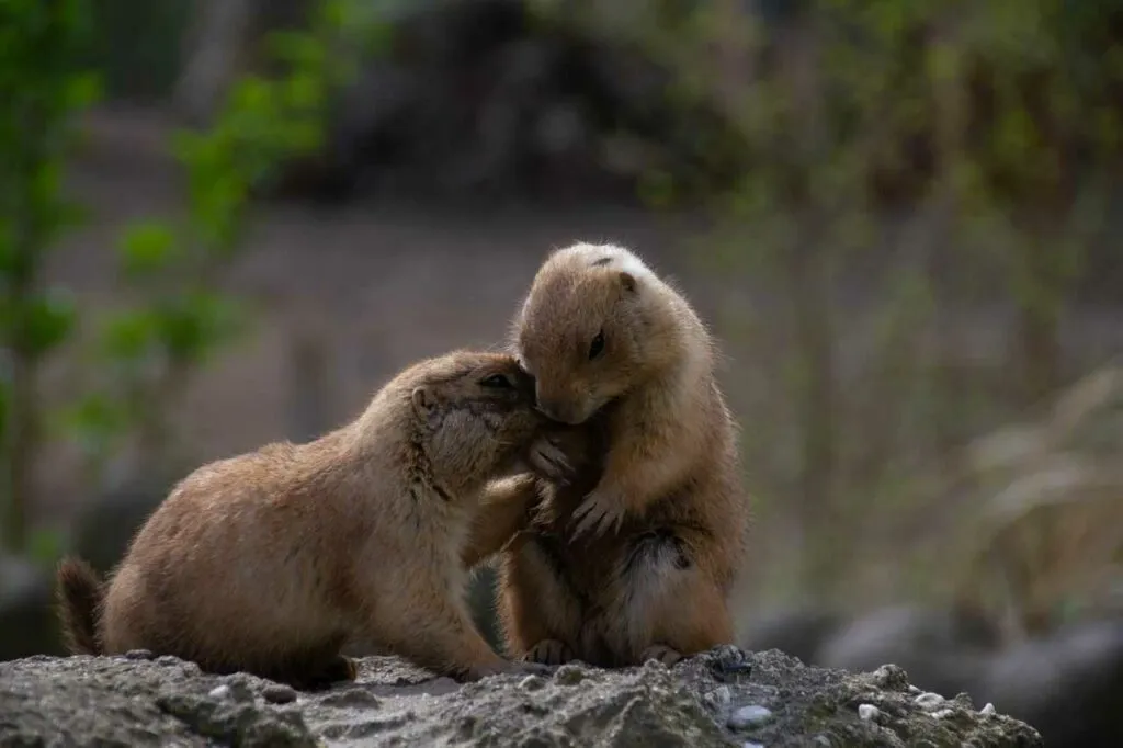 Prairie Dog