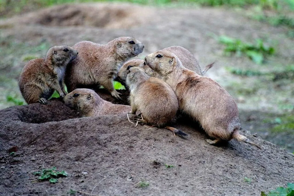 Prairie Dog