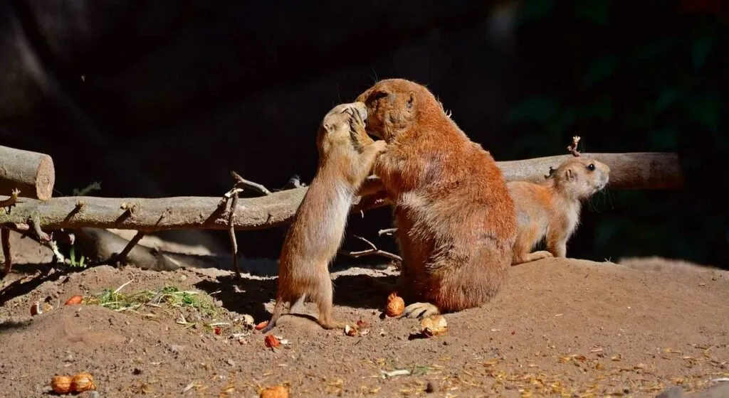 Prairie Dog