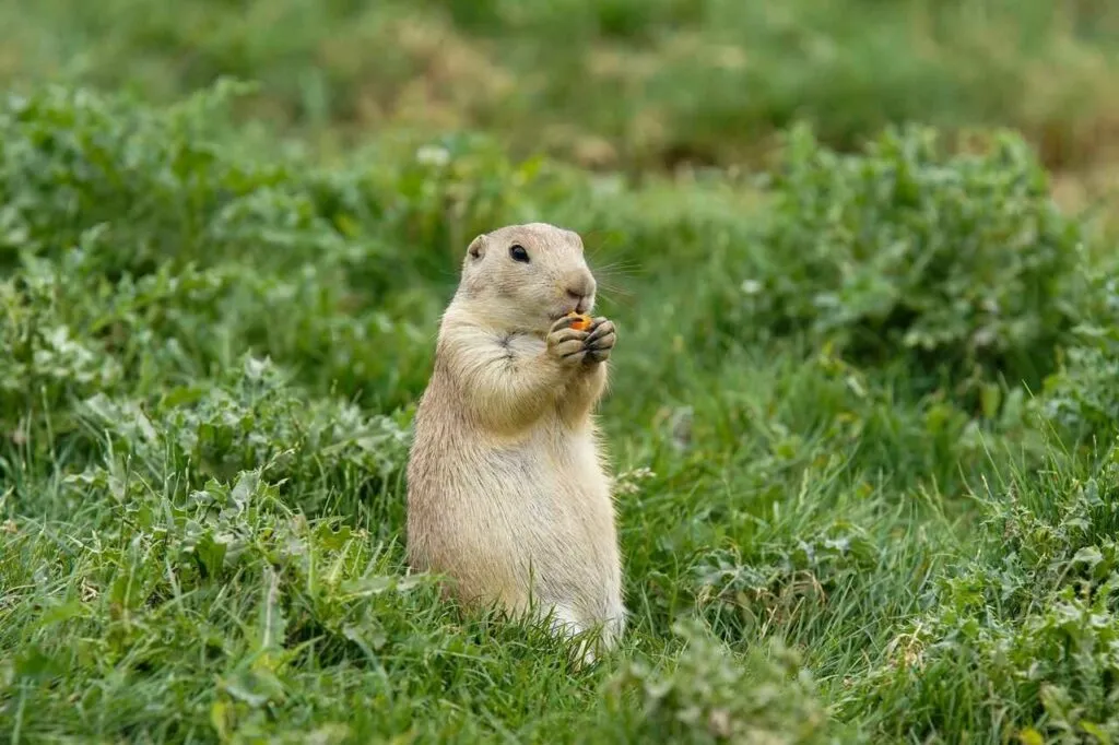 Prairie Dog