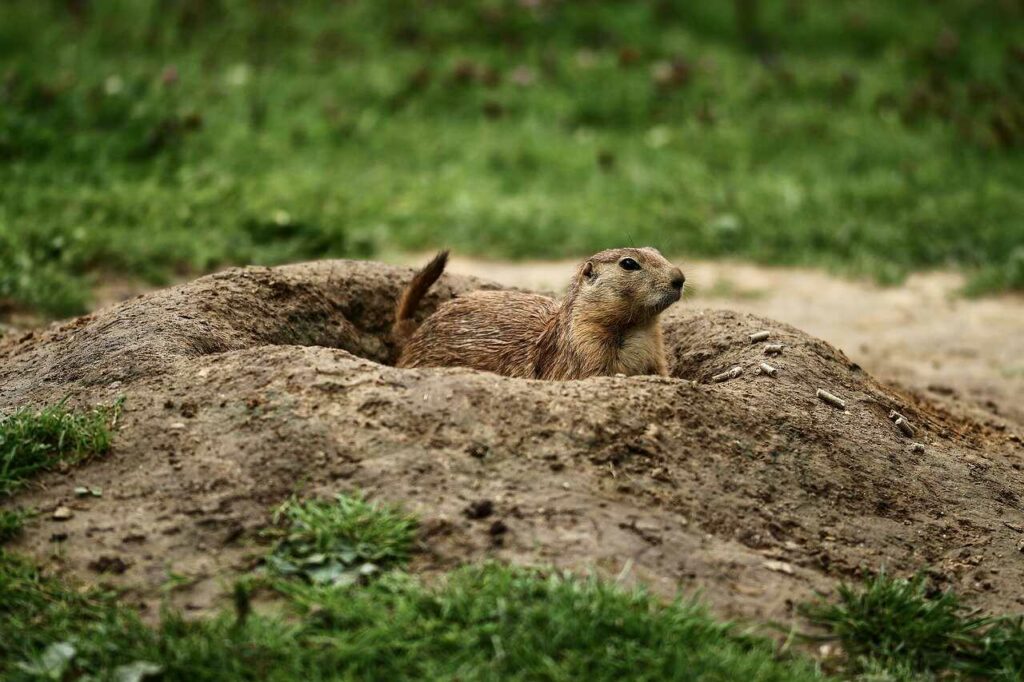 Prairie Dog