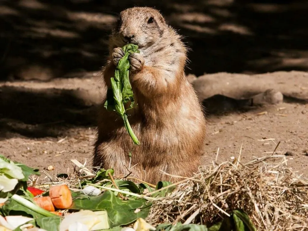 Prairie Dog