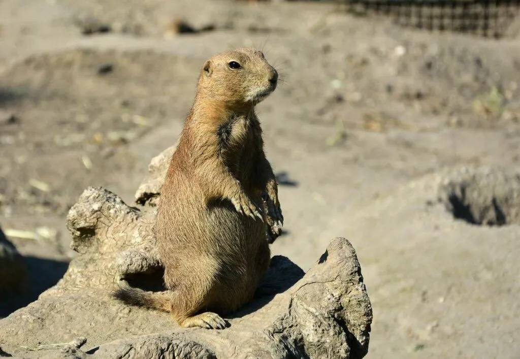 Prairie Dog