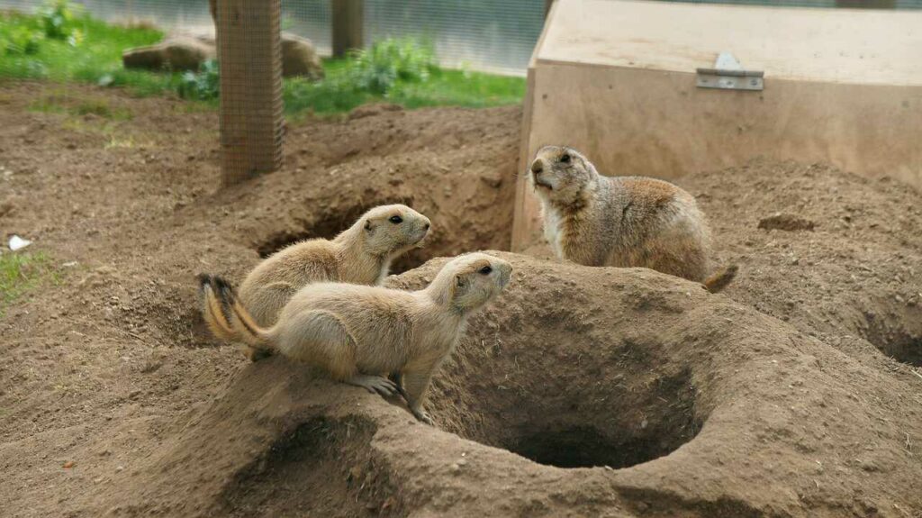 Prairie Dog