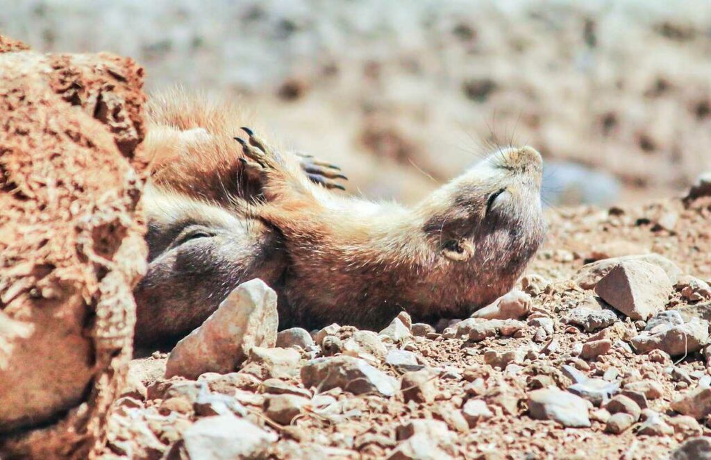 Prairie Dog