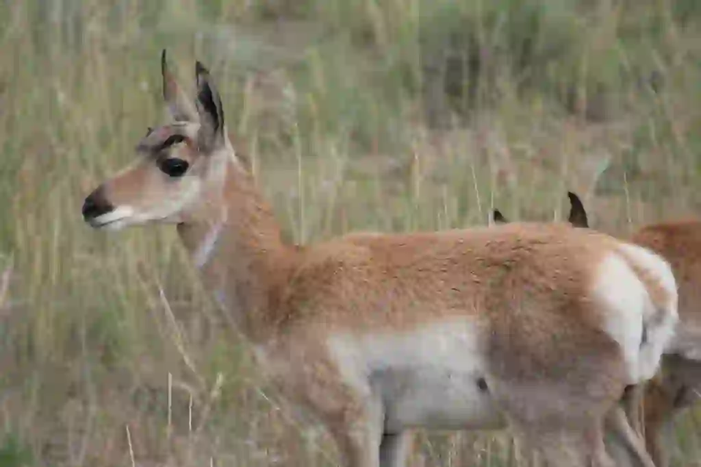 Pronghorn