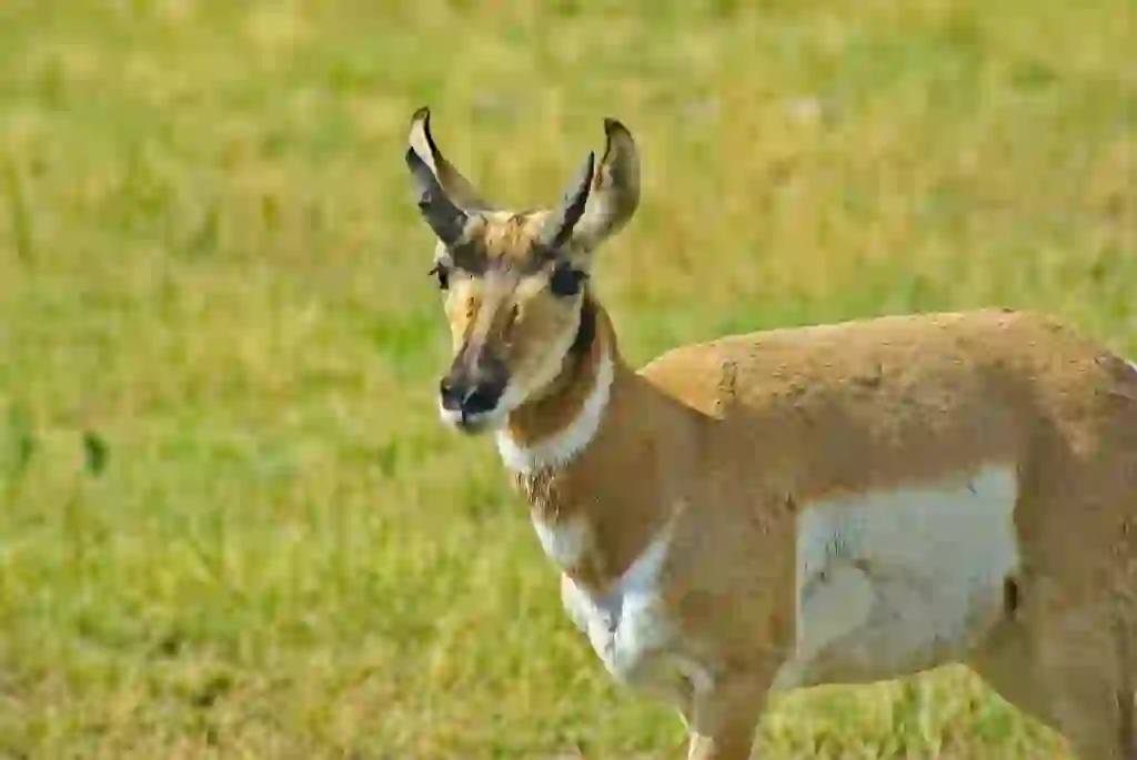 Pronghorn