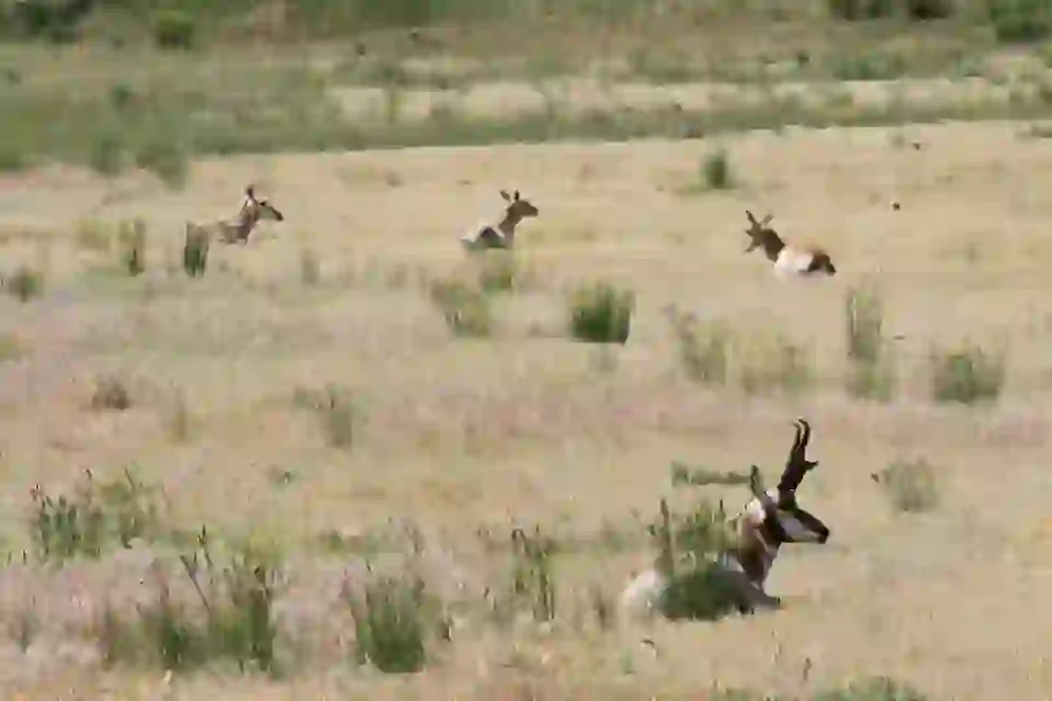 Pronghorn