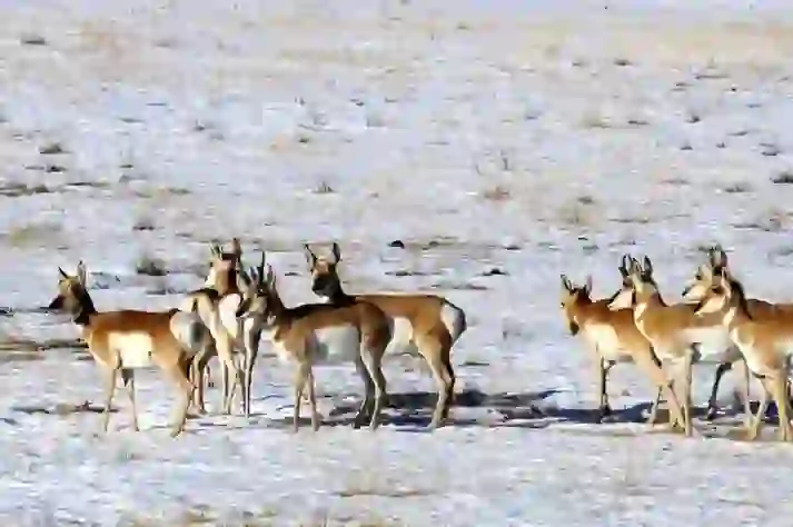 Pronghorn