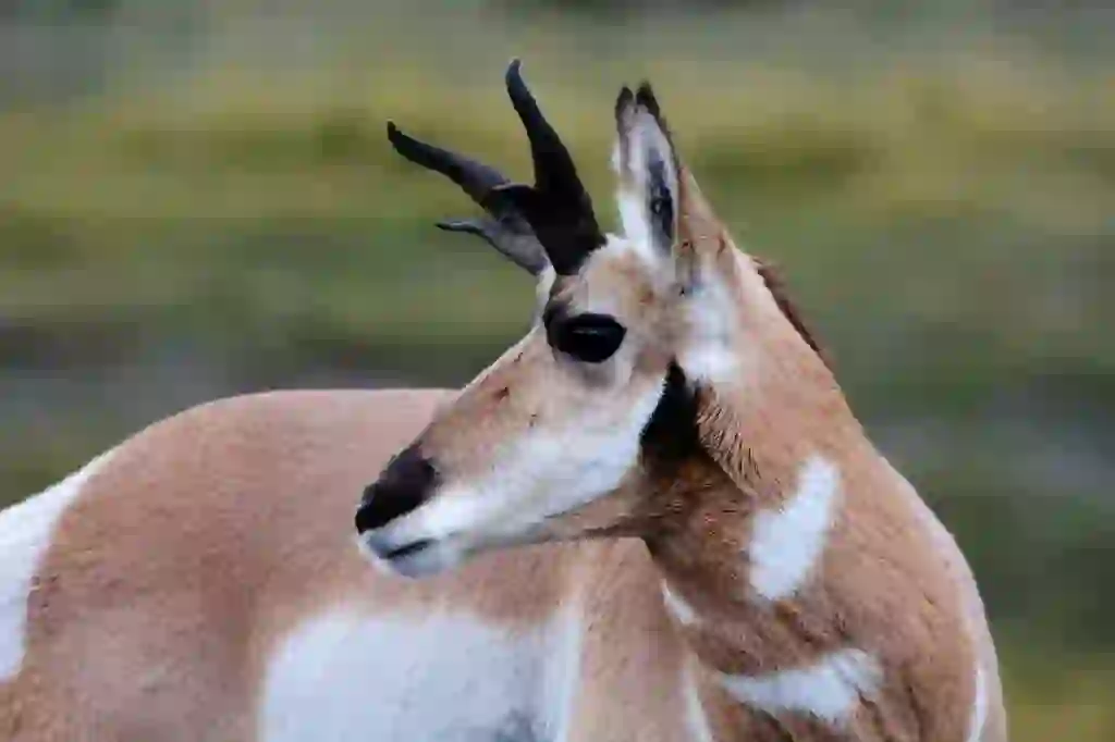 Pronghorn