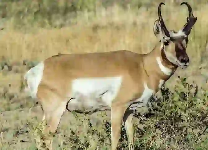 Pronghorn