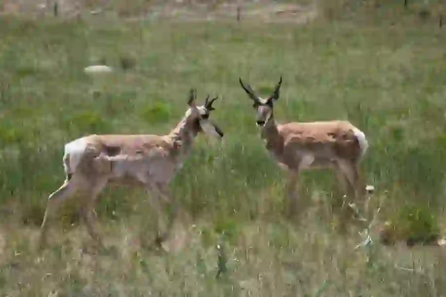 Pronghorn