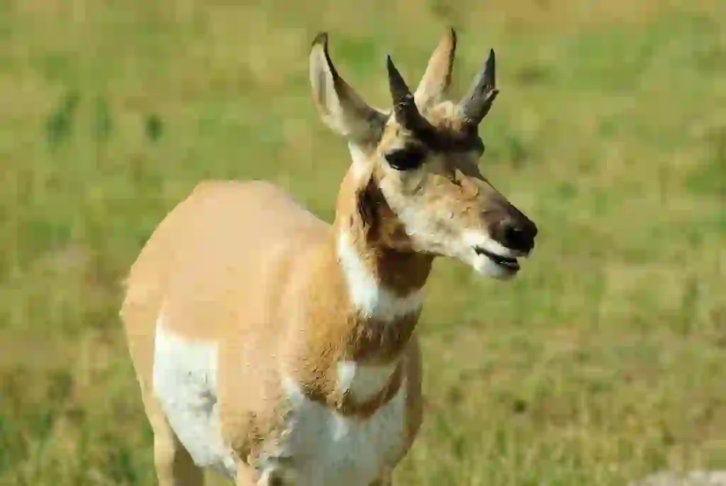 Pronghorn