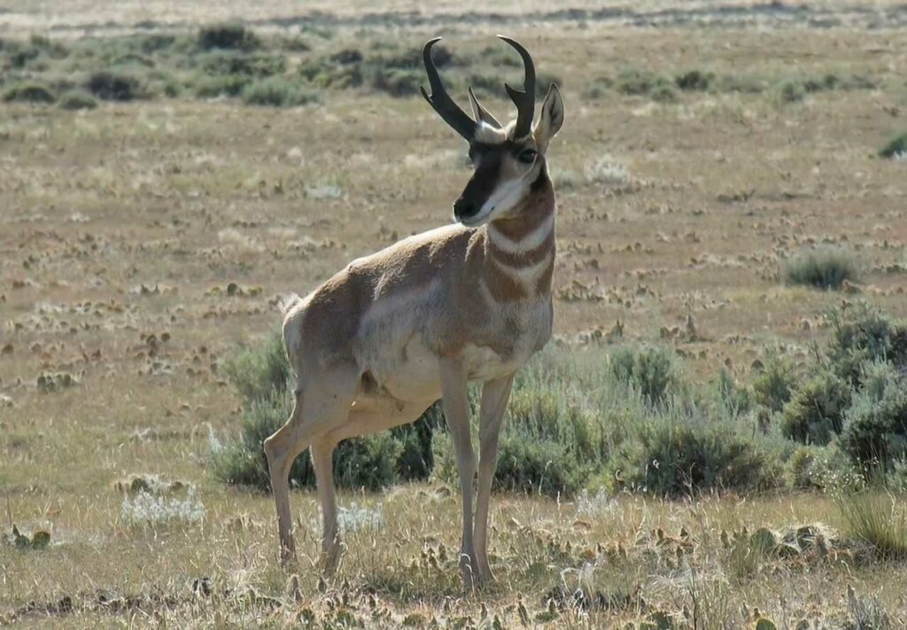 Pronghorn