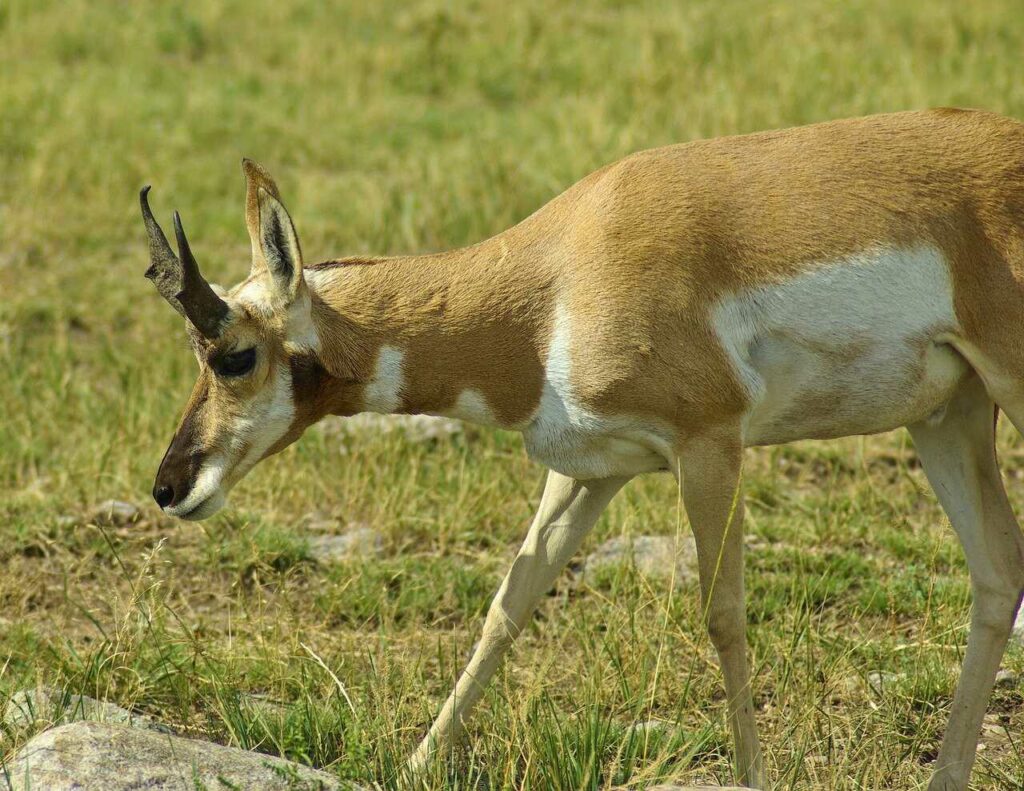 Pronghorn