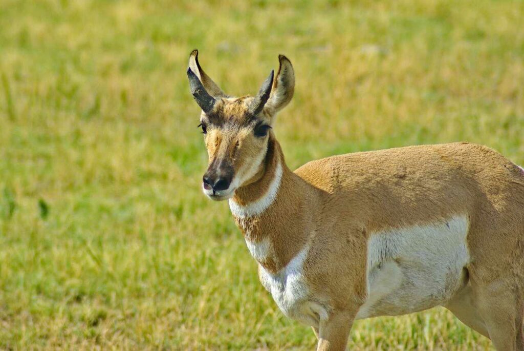 Pronghorn