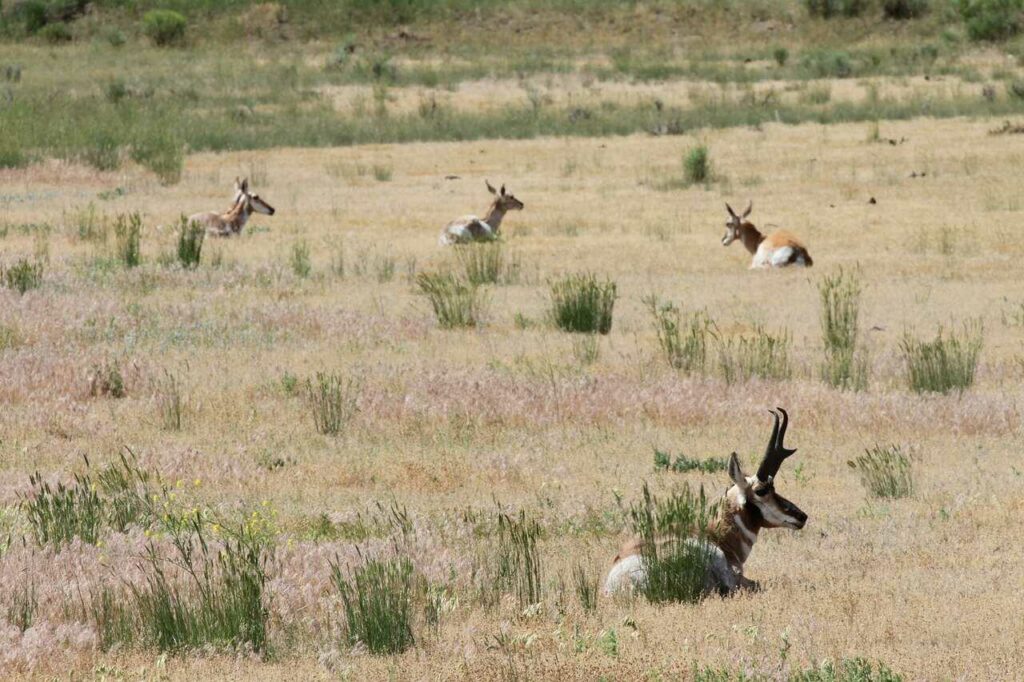 Pronghorn