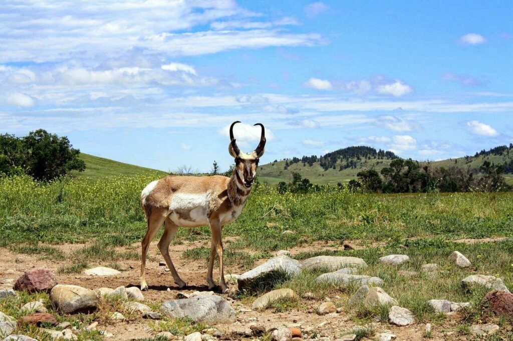 Pronghorn