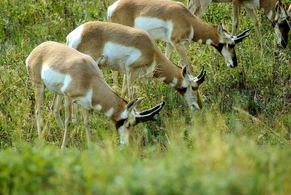 Pronghorn