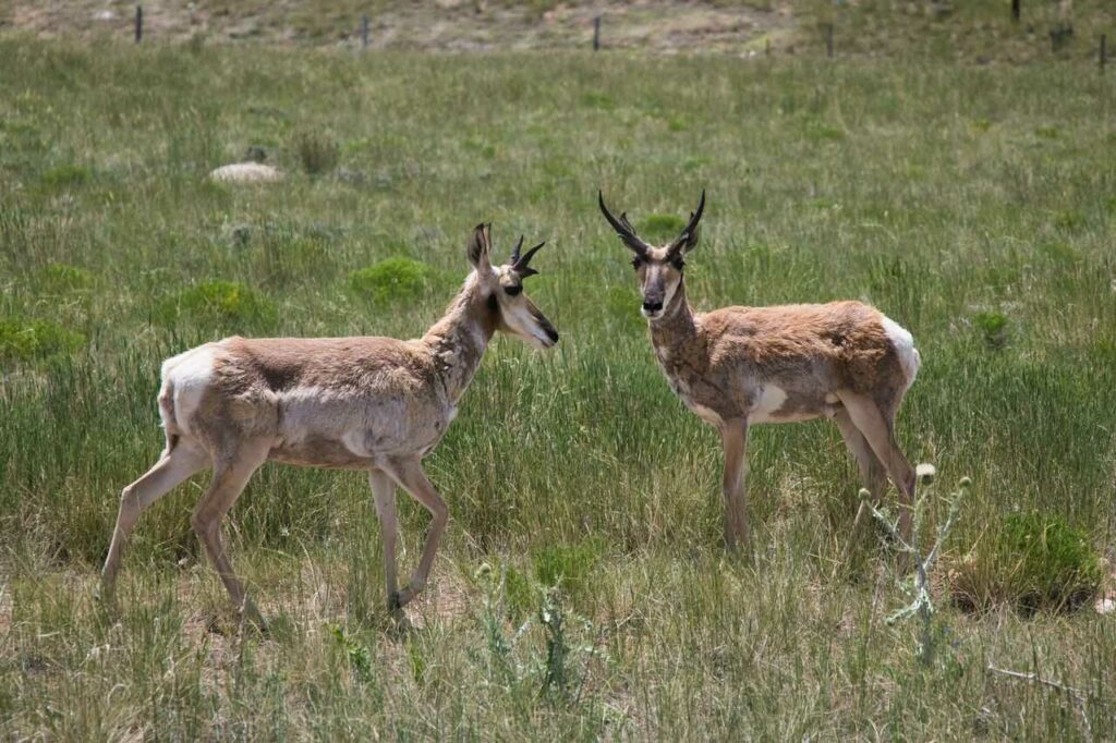 Pronghorn