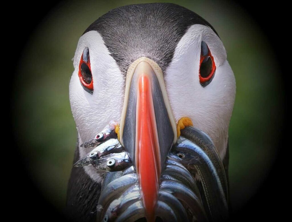 Puffin