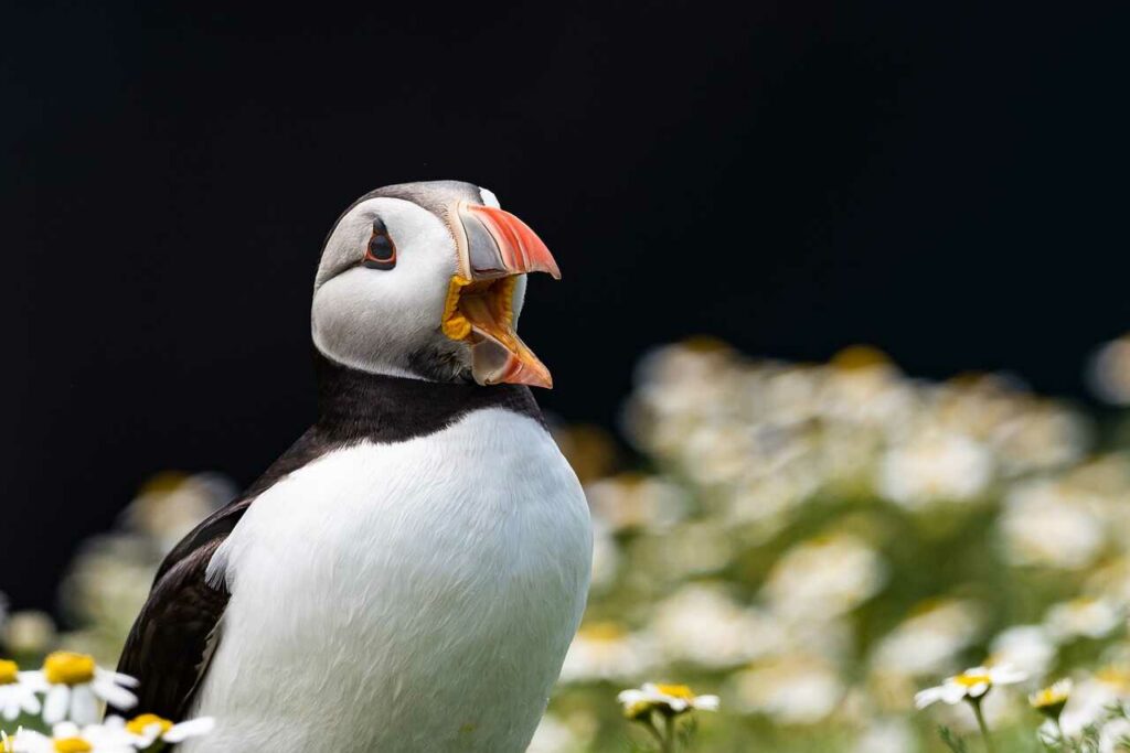 Puffin