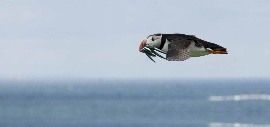 Puffin