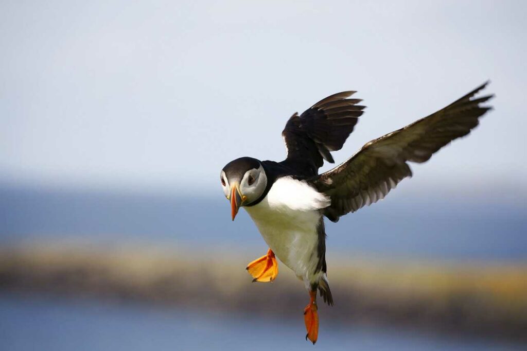 Puffin