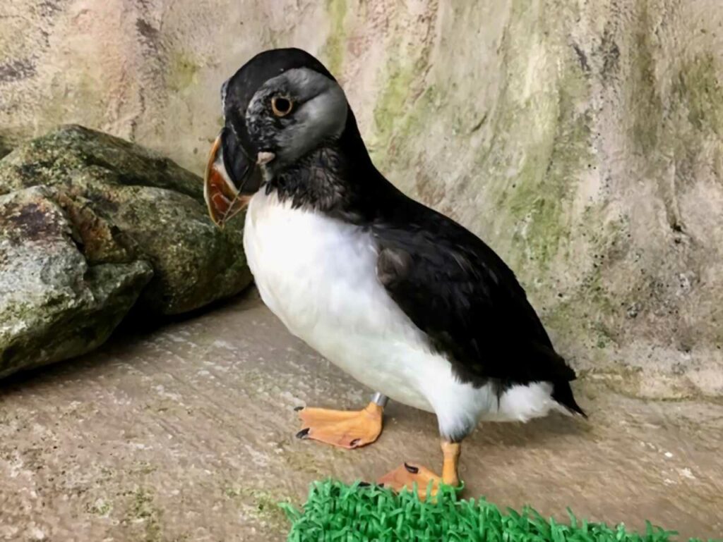 Puffin