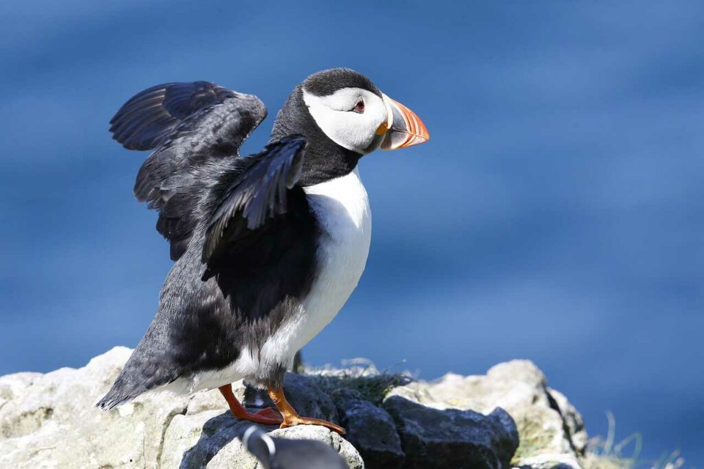 Puffin