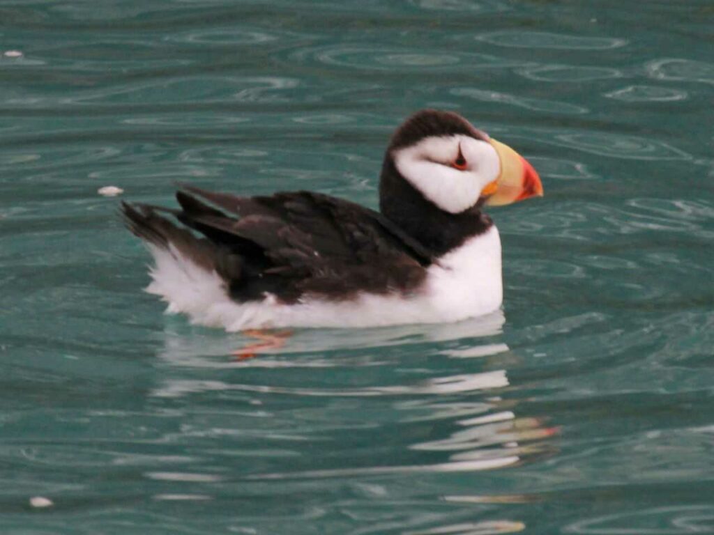 Puffin