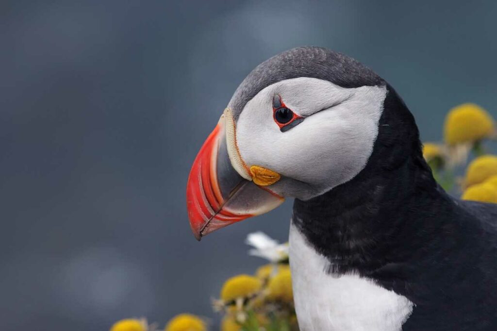 Puffin