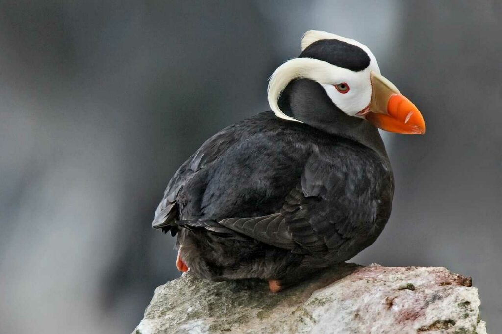 Puffin