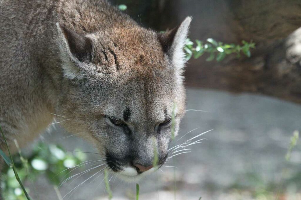 Puma