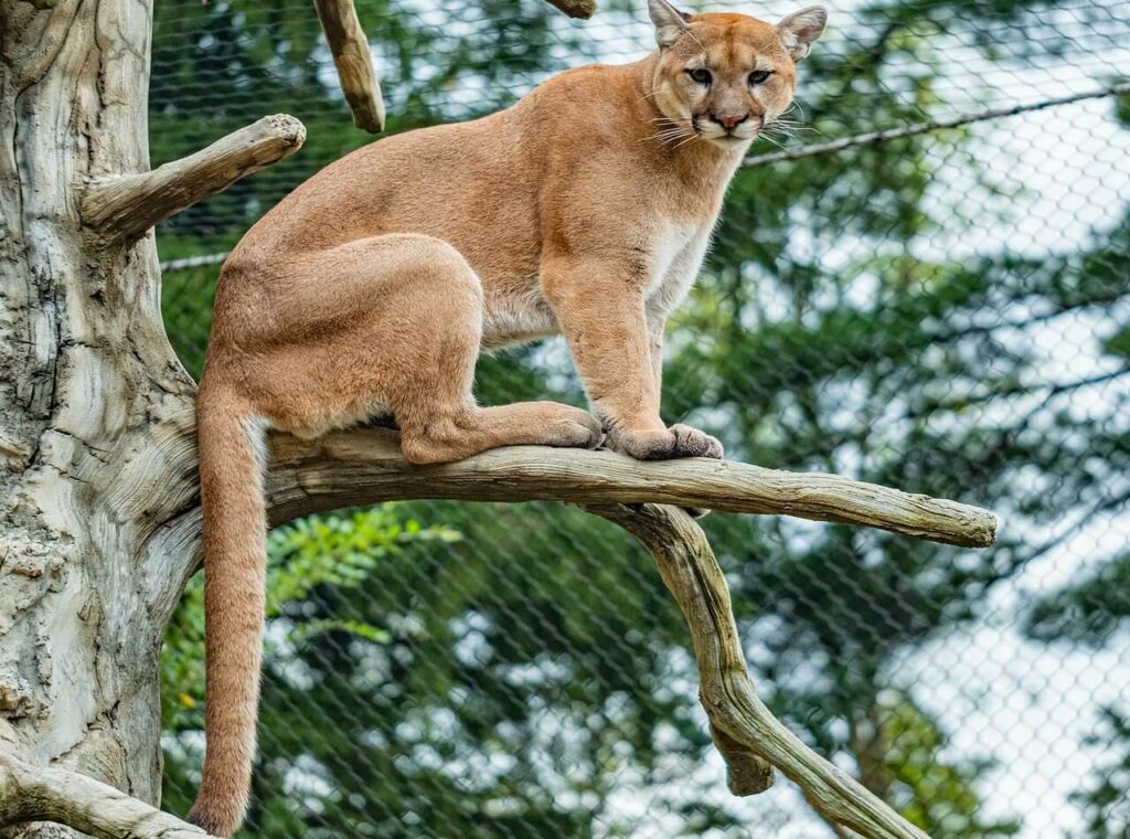 Puma