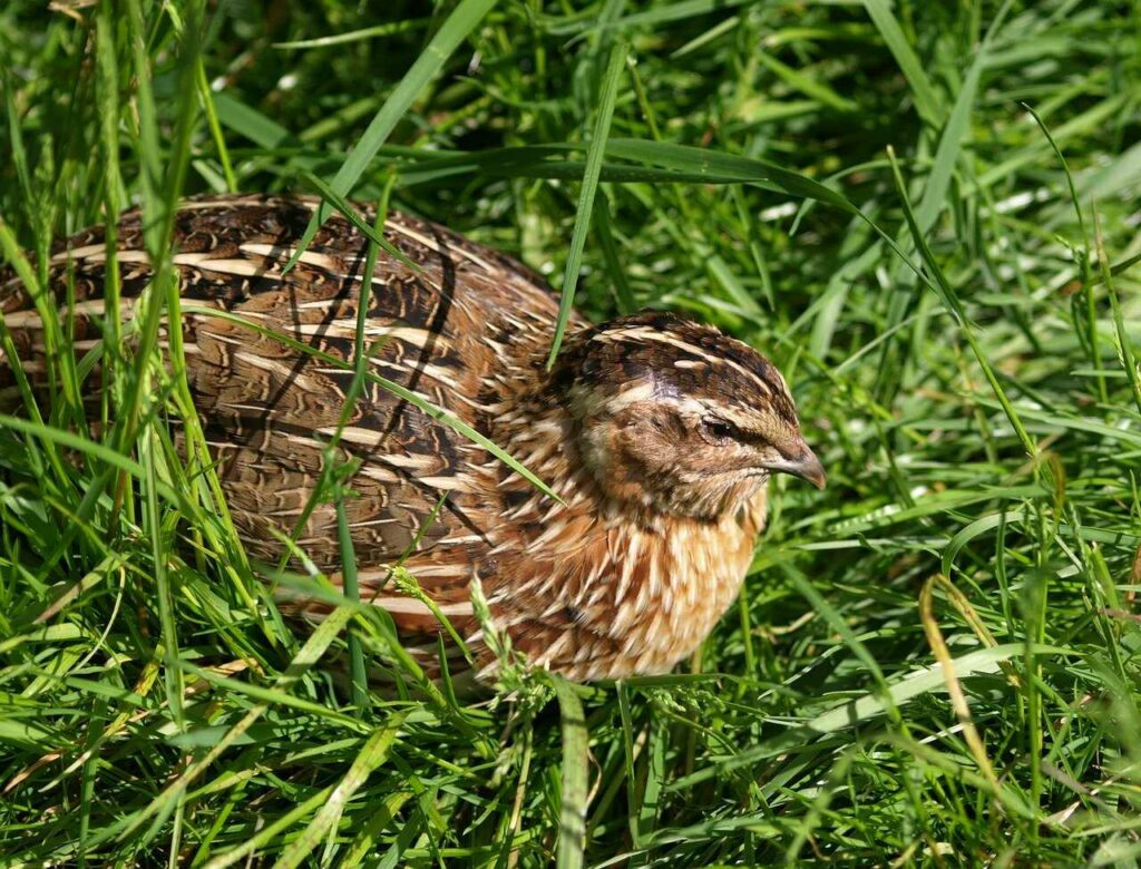 Quail