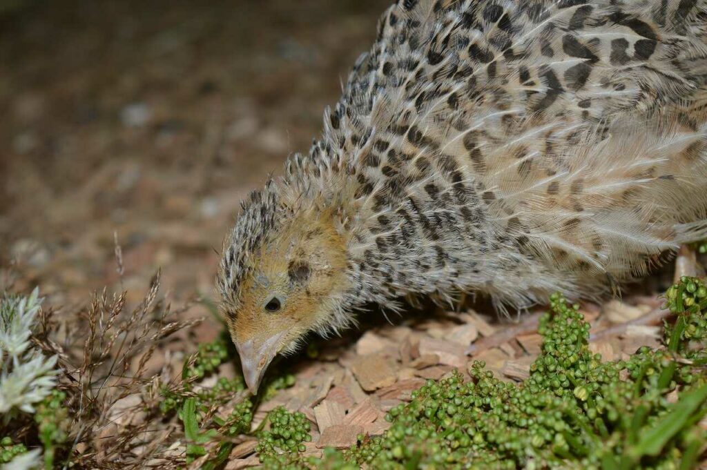 Quail