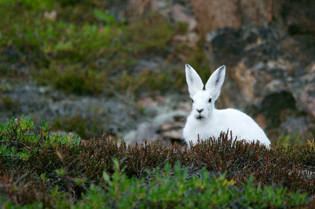 ウサギ