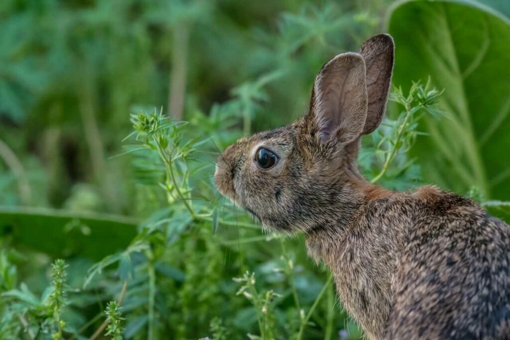 Rabbit