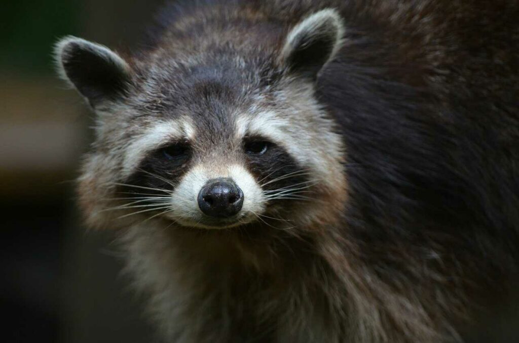 Raccoon